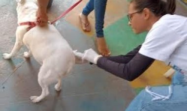 Timóteo intensifica Vacinação Antirrábica com Dias D